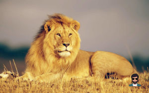 शेर (lion)