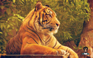 बाघ (Tiger)