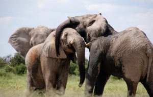 हाथी के बारे मे जानकारी