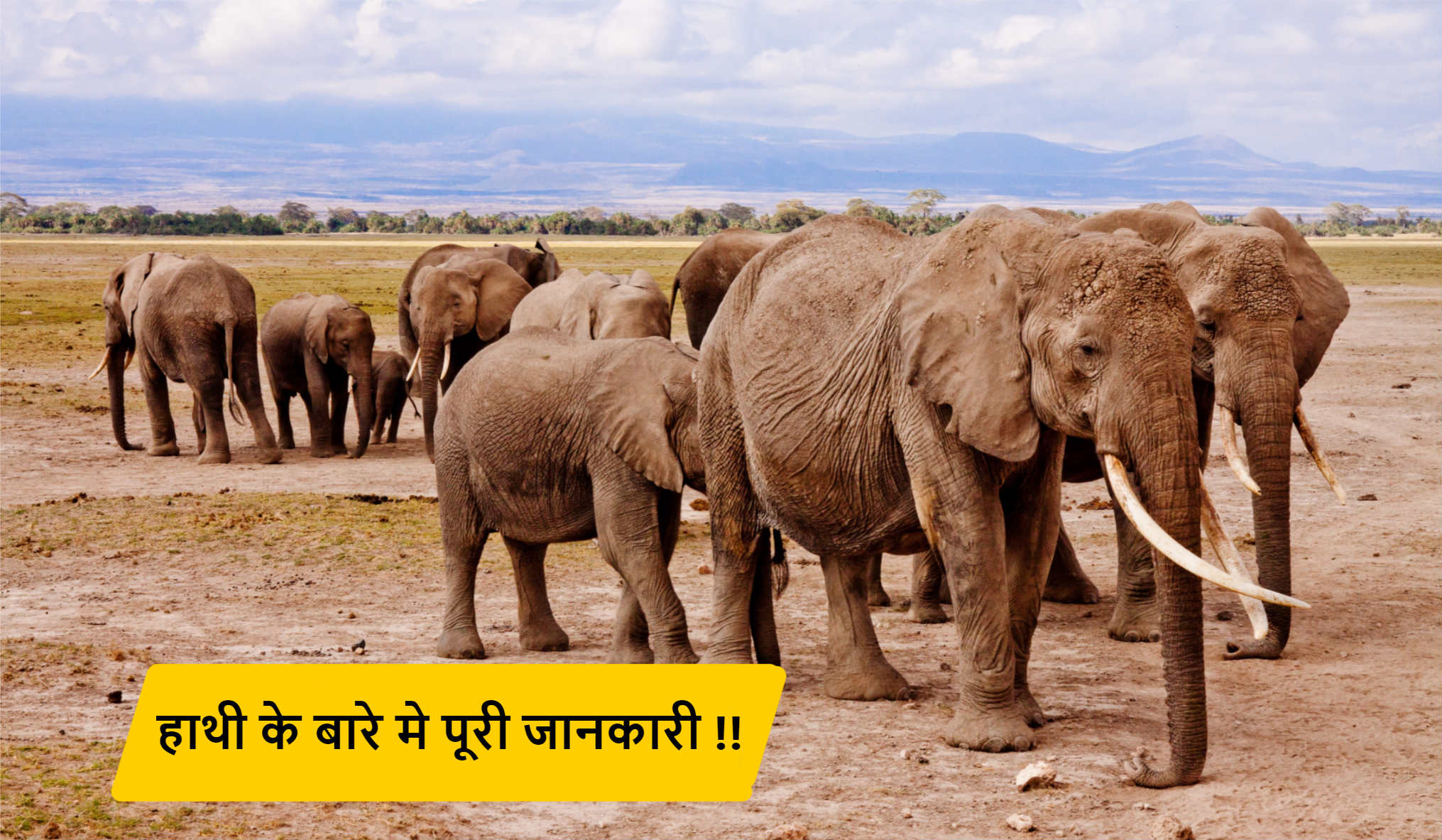You are currently viewing हाथी के बारे मे पुरी जानकारी !!