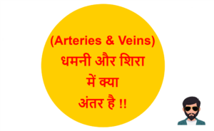 Read more about the article (Arteries & Veins) धमनी और शिरा में क्या अंतर है !!