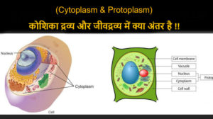 Read more about the article (Cytoplasm & Protoplasm) कोशिका द्रव्य और जीवद्रव्य में क्या अंतर है !!