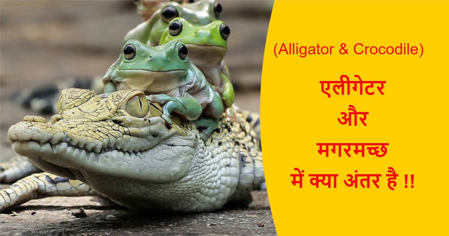 You are currently viewing (Alligator & Crocodile) एलीगेटर और मगरमच्छ में क्या अंतर है !!