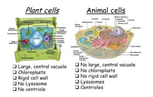 Difference between Plant cell and Animal cell in Hindi | पादप कोशिका और जंतु कोशिका में अंतर क्या है !!