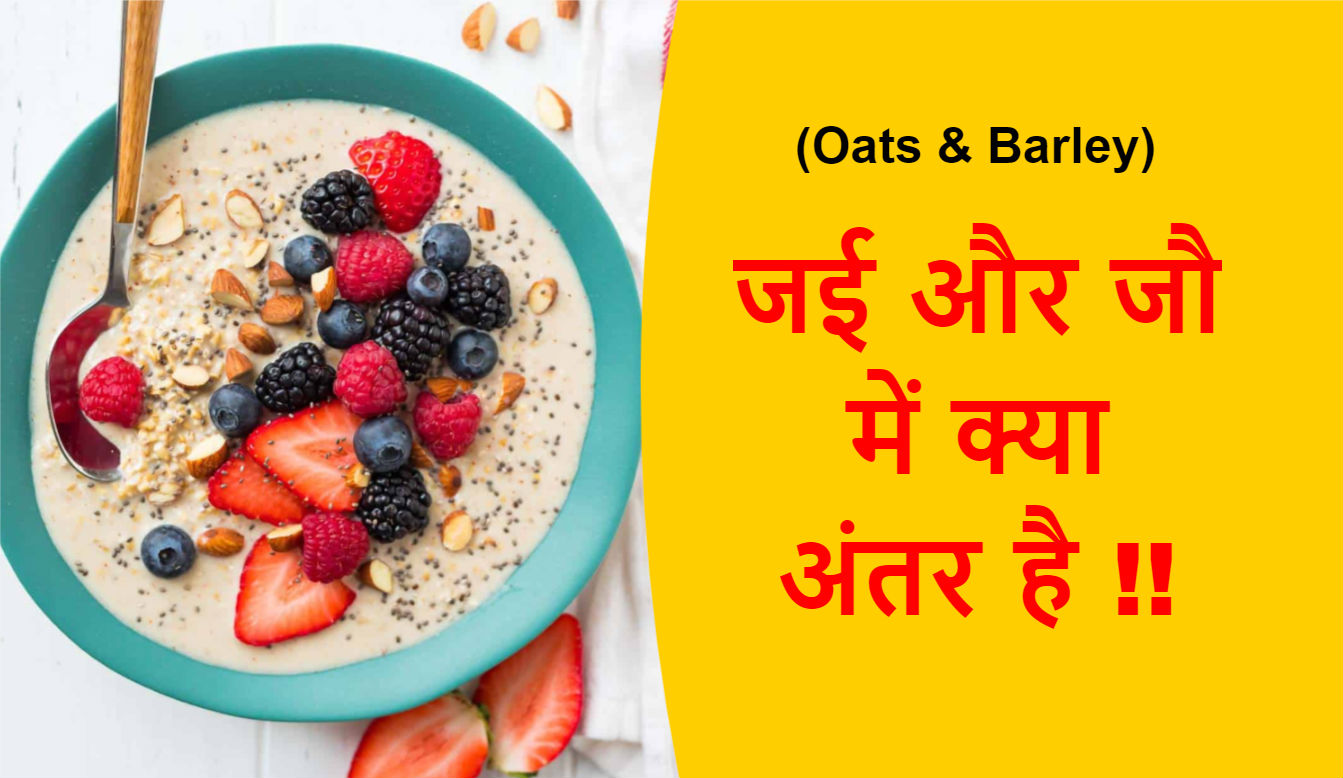  Difference between Oats and Barley in Hindi | जई और जौ में क्या अंतर है !!
