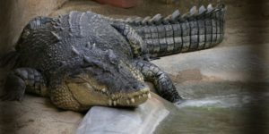 मगरमच्छ क्या है | What is Crocodile in Hindi !!