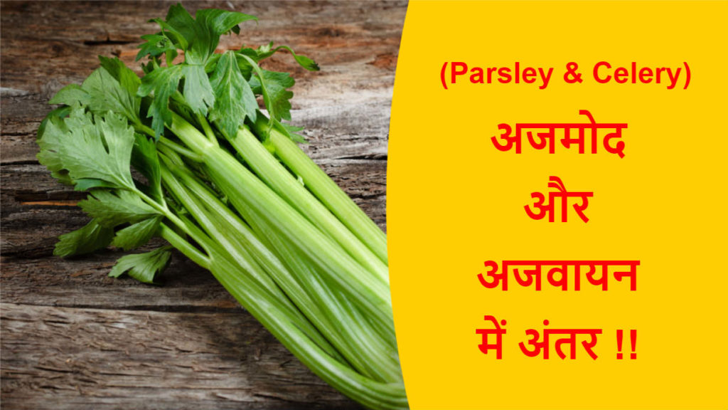 Parsley and Celery Difference in Hindi अजमोद और अजवायन में क्या अंतर