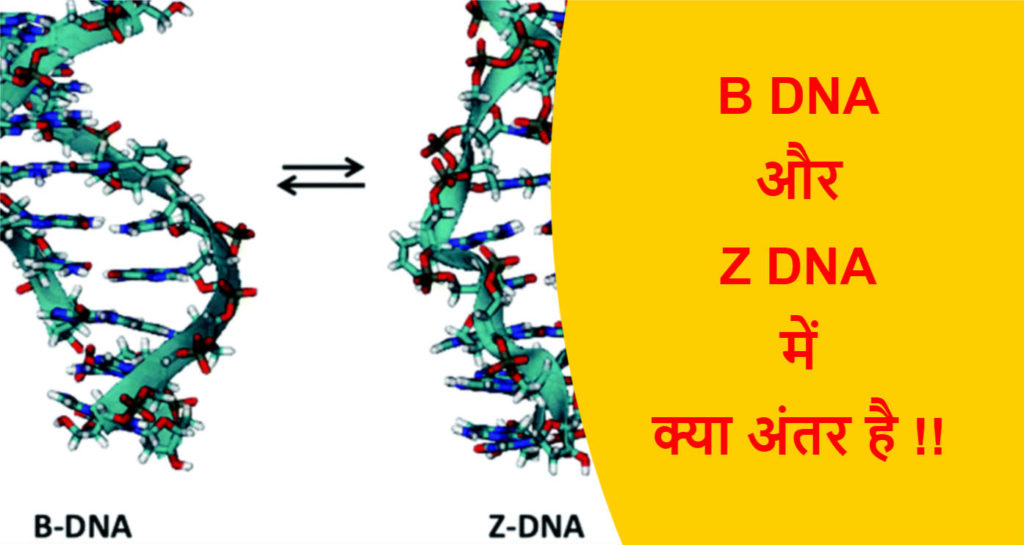 B DNA And Z DNA Difference In Hindi | B DNA और Z DNA में क्या अंतर है