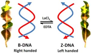 Difference between B DNA and Z DNA in Hindi | B DNA और Z DNA में क्या अंतर है !!