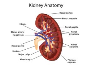 किडनी क्या है | What is kidney in Hindi !!