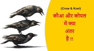 Read more about the article (Crow & Koel) कौआ और कोयल में क्या अंतर है !!