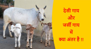 Read more about the article देसी गाय और जर्सी गाय में क्या अंतर है !!