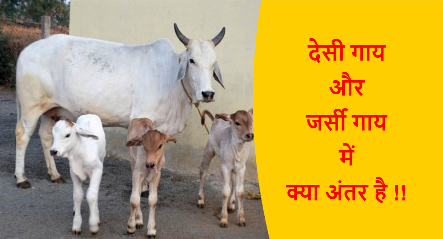 You are currently viewing देसी गाय और जर्सी गाय में क्या अंतर है !!