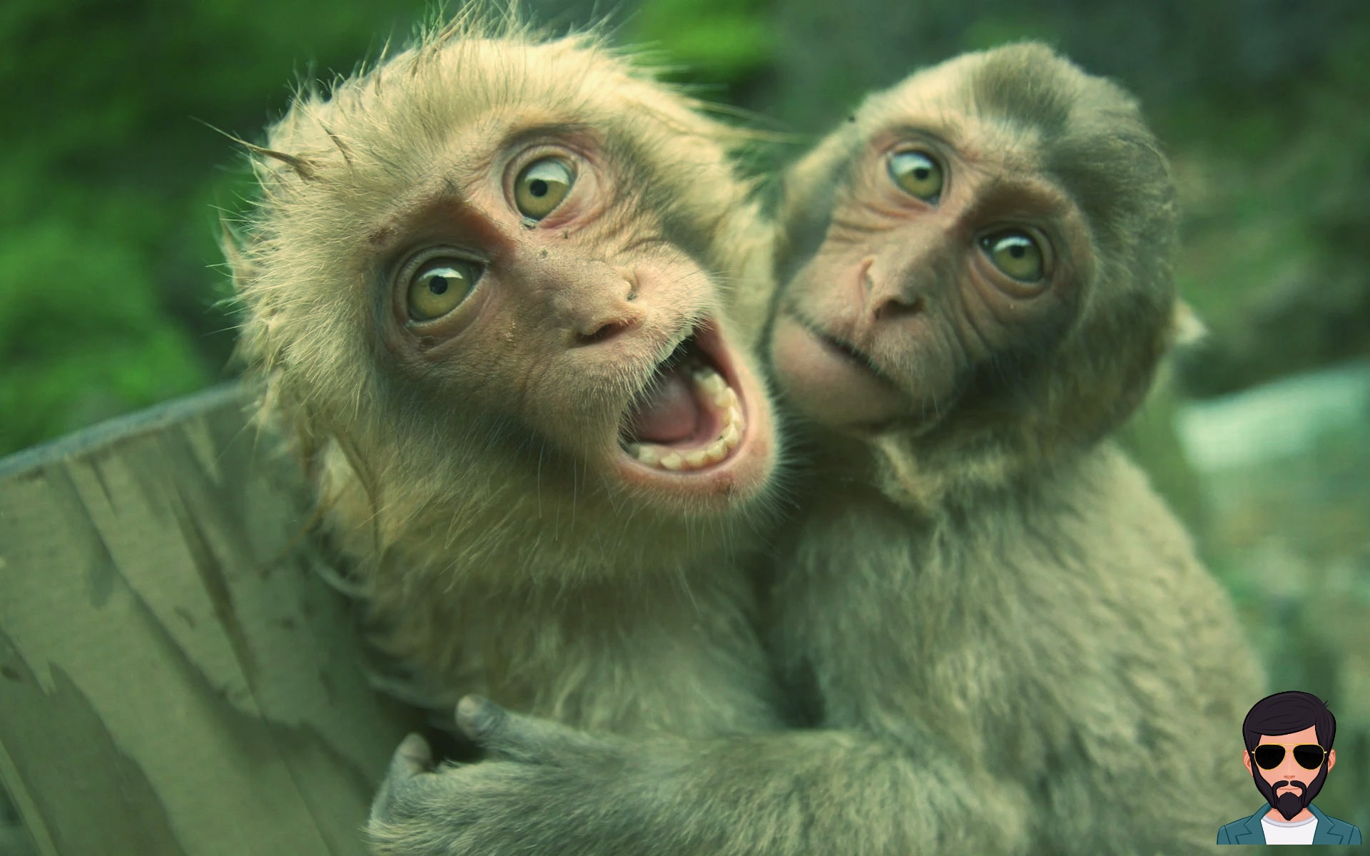 what-is-the-difference-between-human-and-animal-hair