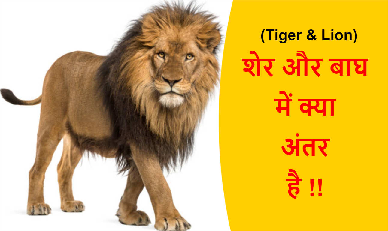 Read more about the article (Tiger & Lion) शेर और बाघ में क्या अंतर है !!