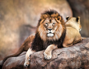 शेर क्या है | What is Lion in Hindi !!