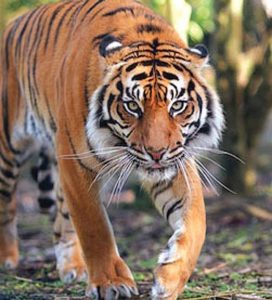 बाघ क्या है | What is Tiger in Hindi !!