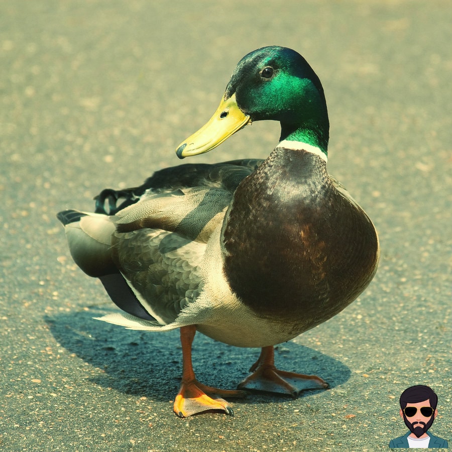 Goose & Duck Difference in Hindi | कलहंस और बतख में अंतर !!