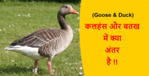 Read more about the article (Goose & Duck) कलहंस और बतख में क्या अंतर है !!