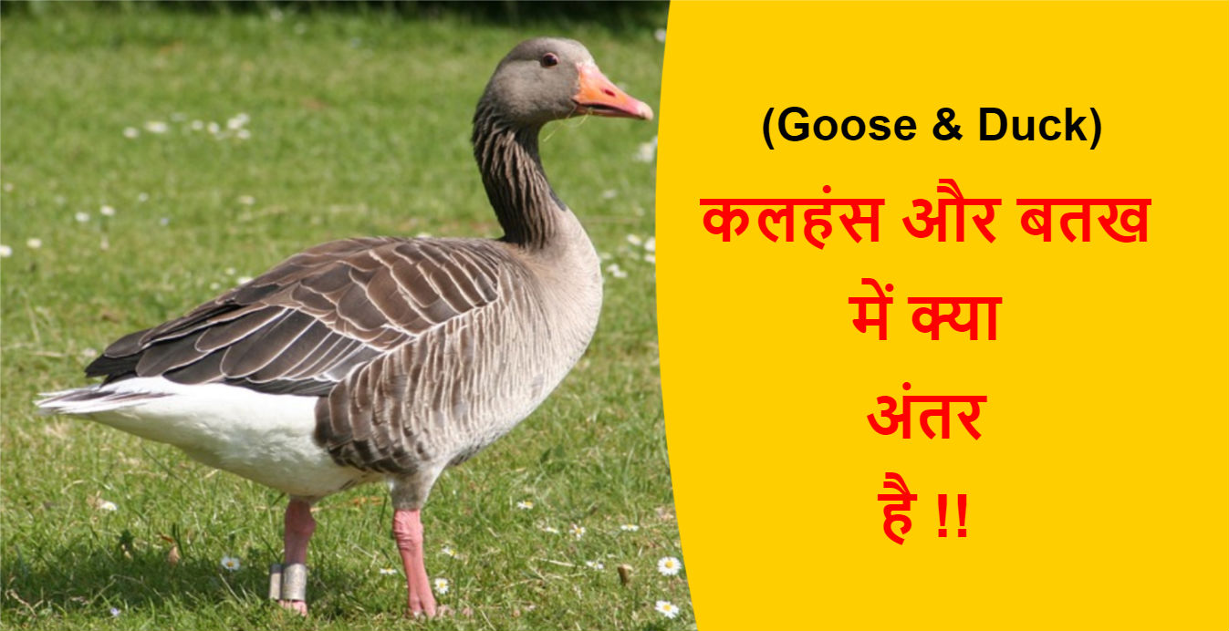 Goose & Duck Difference in Hindi | कलहंस और बतख में अंतर !!