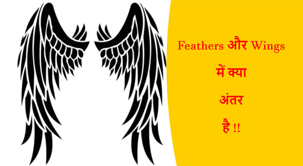 You are currently viewing Feathers और Wings में क्या अंतर है !!