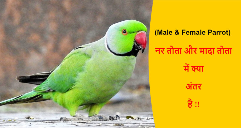 male-female-parrot-difference-in-hindi