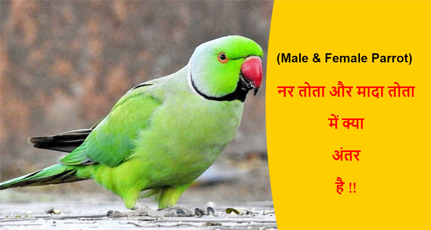 You are currently viewing (Male & Female Parrot) नर और मादा तोता में क्या अंतर है !!