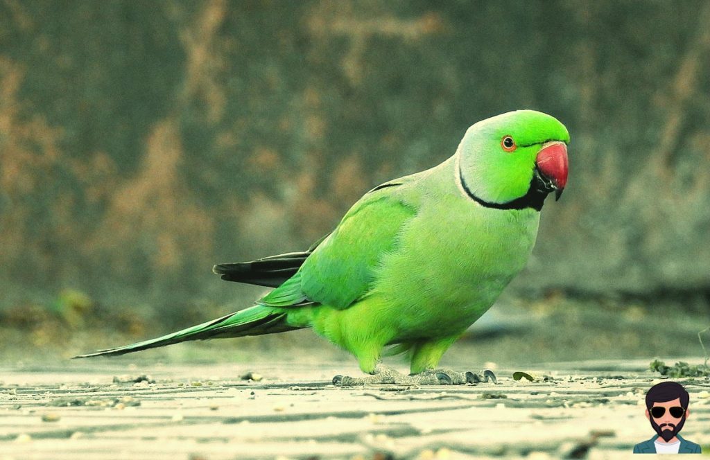 नर तोता क्या है | What is Male Parrot in Hindi !!