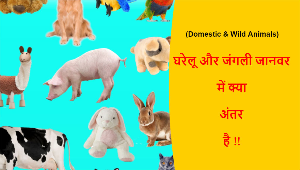 Domestic & Wild Animals Difference in Hindi | घरेलू जानवर और जंगली जानवर  में अंतर !!