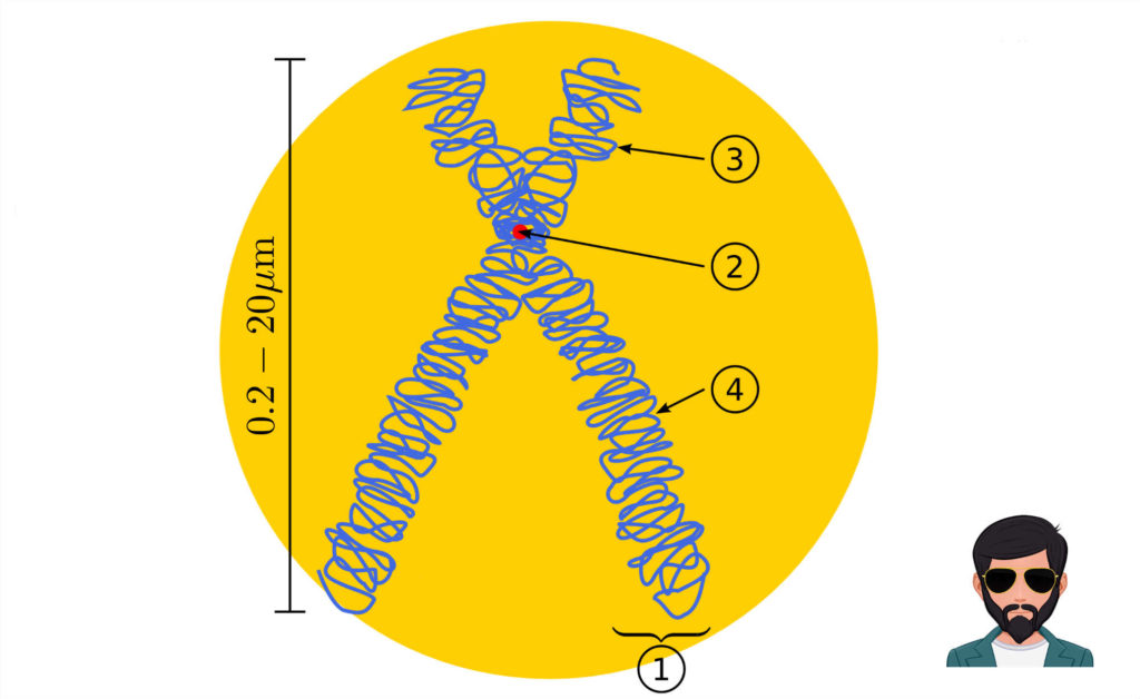 गुणसूत्र क्या है | What is Chromosome in Hindi !!