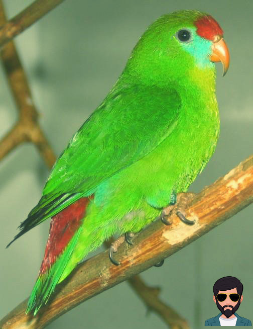 मादा तोता क्या है | What is Female Parrot in Hindi !!