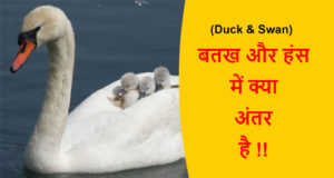 Read more about the article (Duck & Swan) बतख और हंस में क्या अंतर है !!