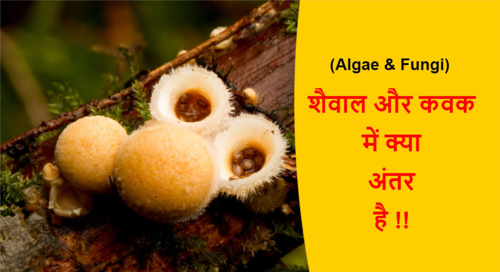 What is Algae in Hindi Archives - Oye Hero