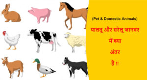 Read more about the article (Pet & Domestic Animals) पालतू जानवर और घरेलू जानवर में क्या अंतर है !!