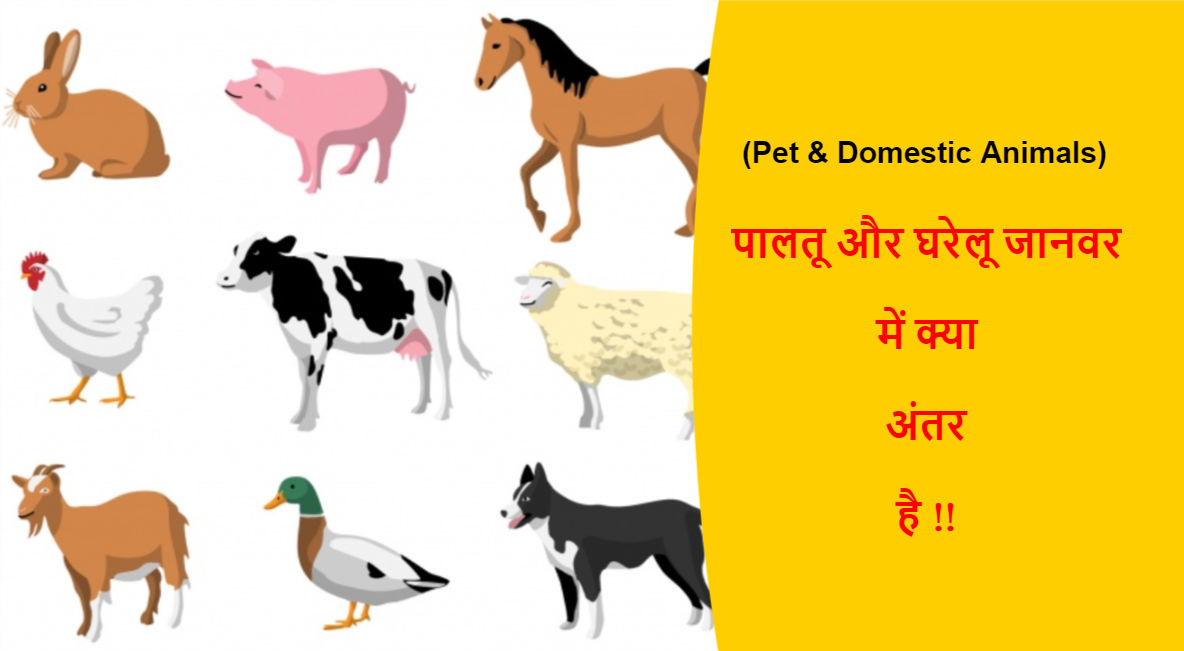 Pet & Domestic Animals Difference in Hindi | पालतू जानवर और घरेलू जानवर में  अंतर !!