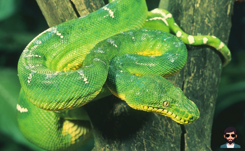 गैर जहरीला सांप क्या है | What is Non-Poisonous Snake in Hindi !!